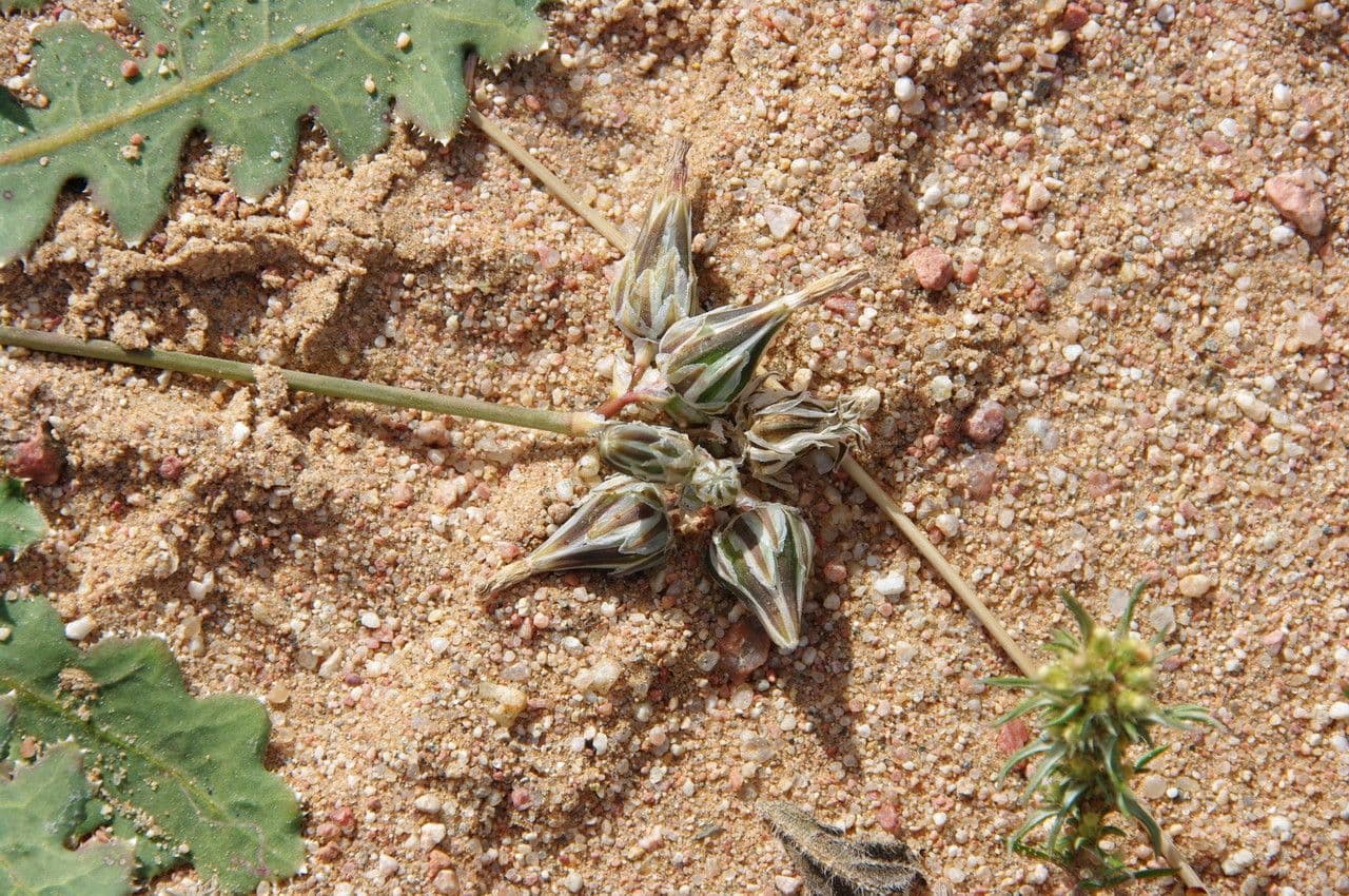 Launaea