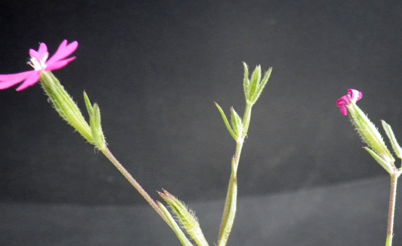 Velezia rigida 5