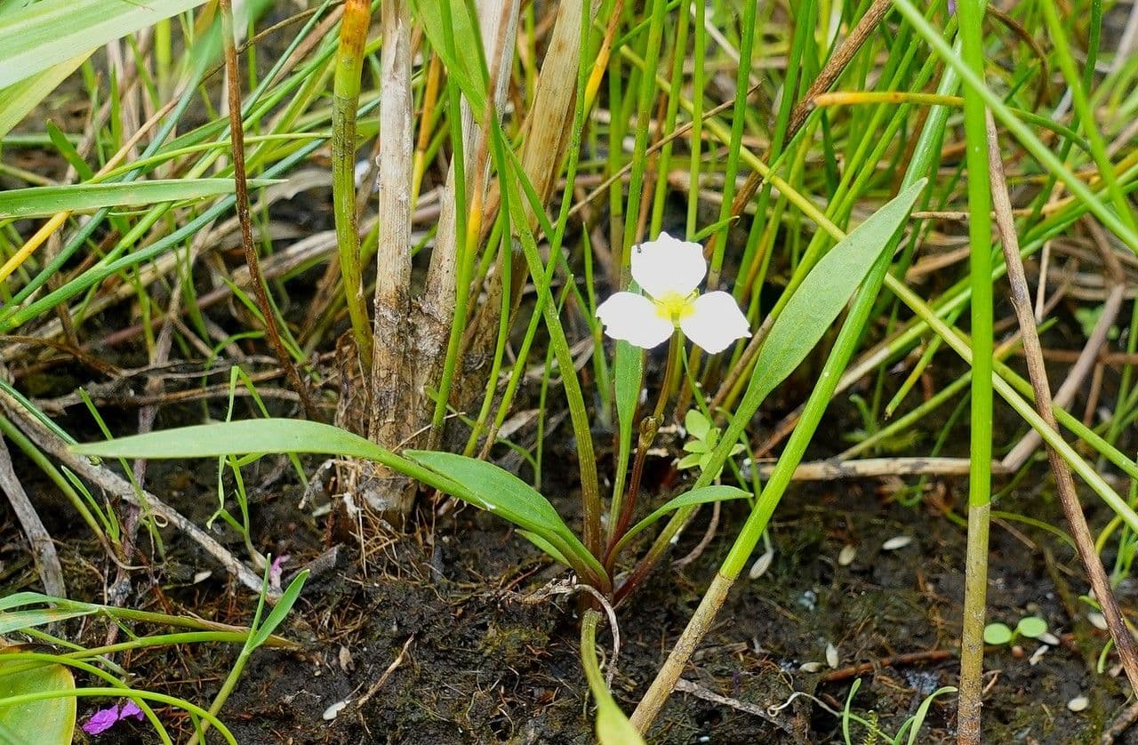 Alisma ranuncoloide 15