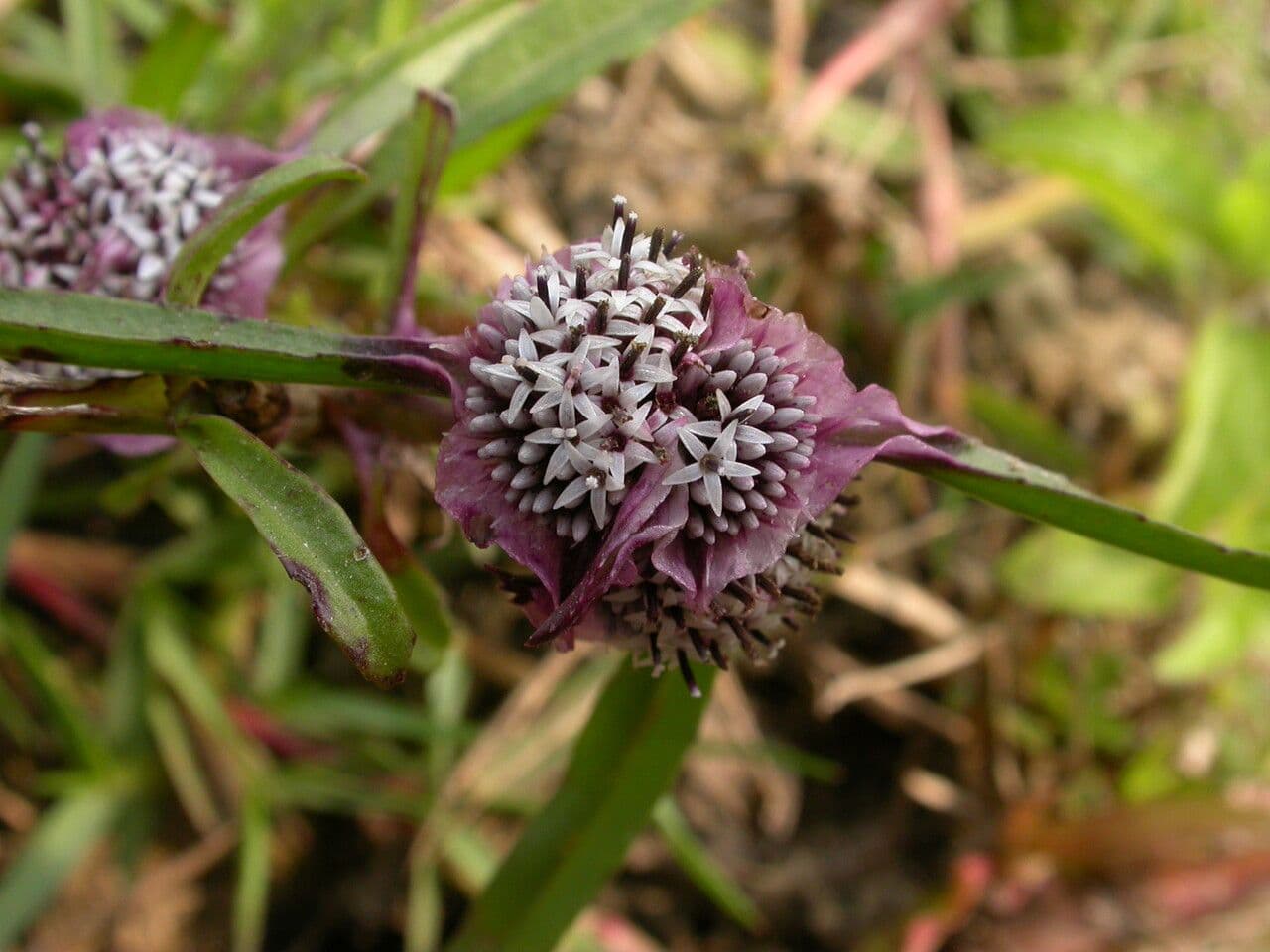 Caesulia 6