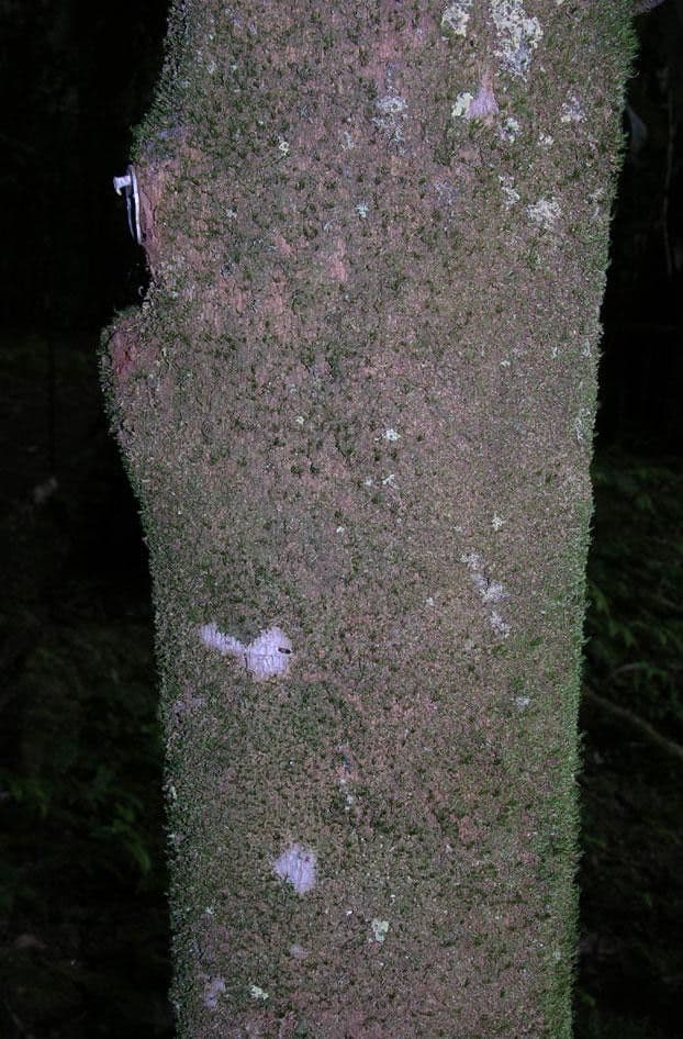 Ardisia 14