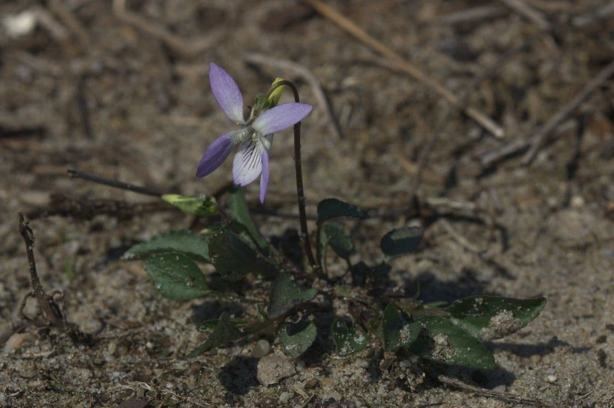 Viola pallida 7