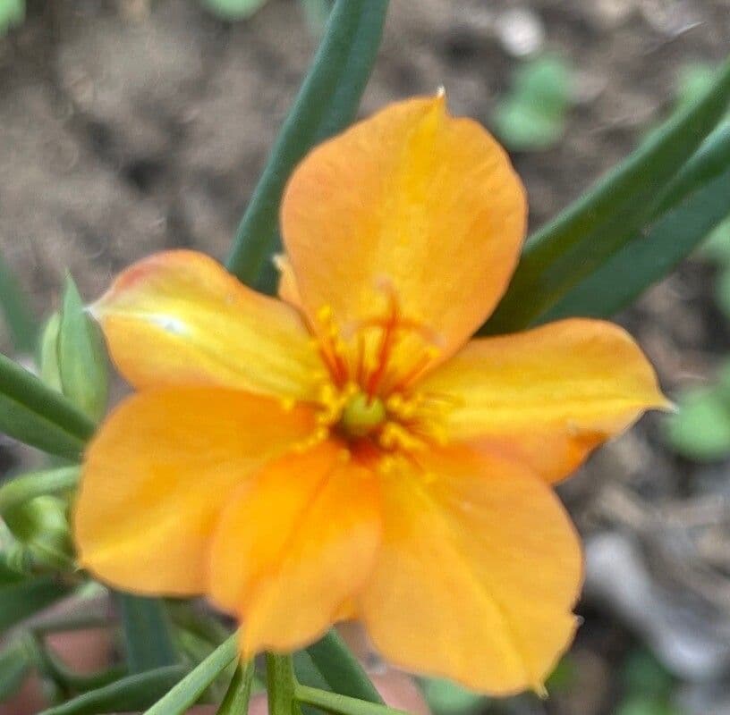 Portulaca 5
