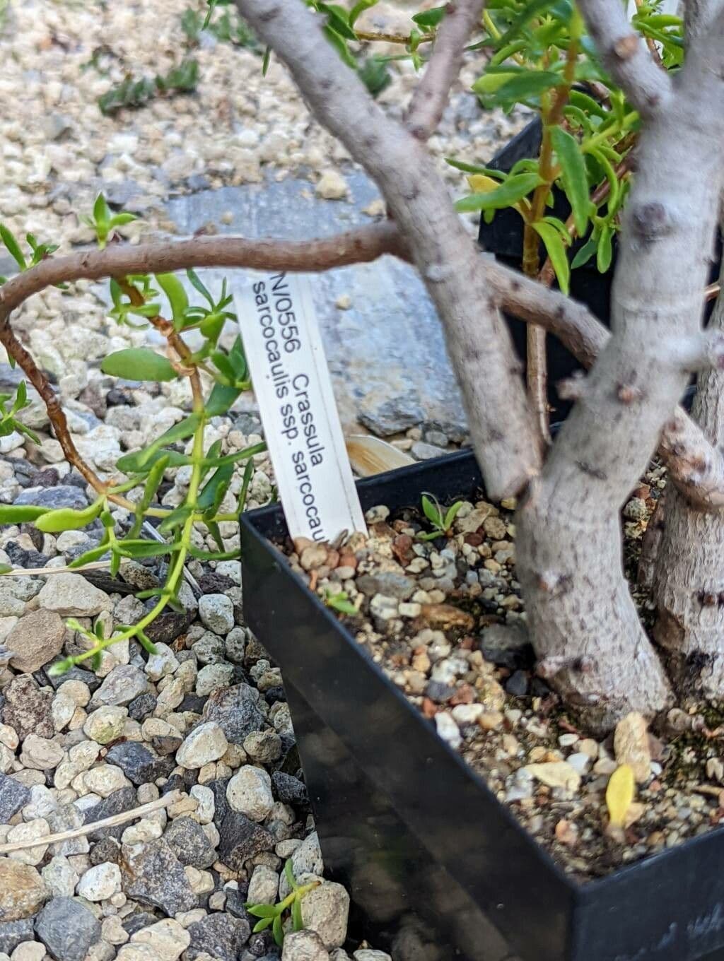 Crassula 17
