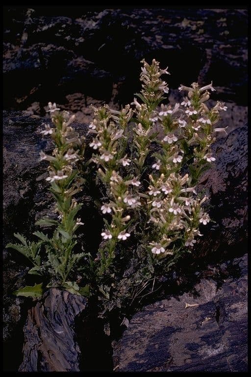 Penstemon deustus 12