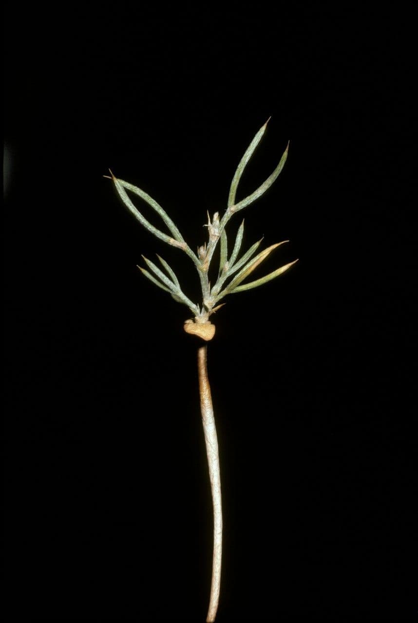 Anarthrophyllum 3