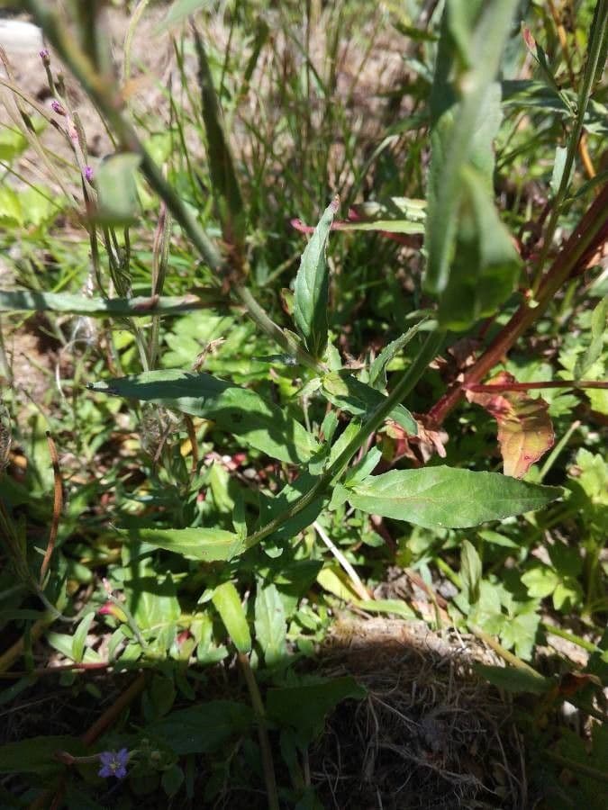 Epilobium lanceolatum 15
