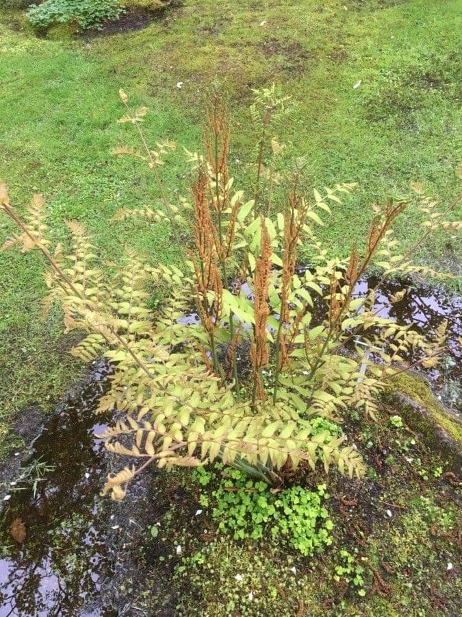 Japanischer Königsfarn 2