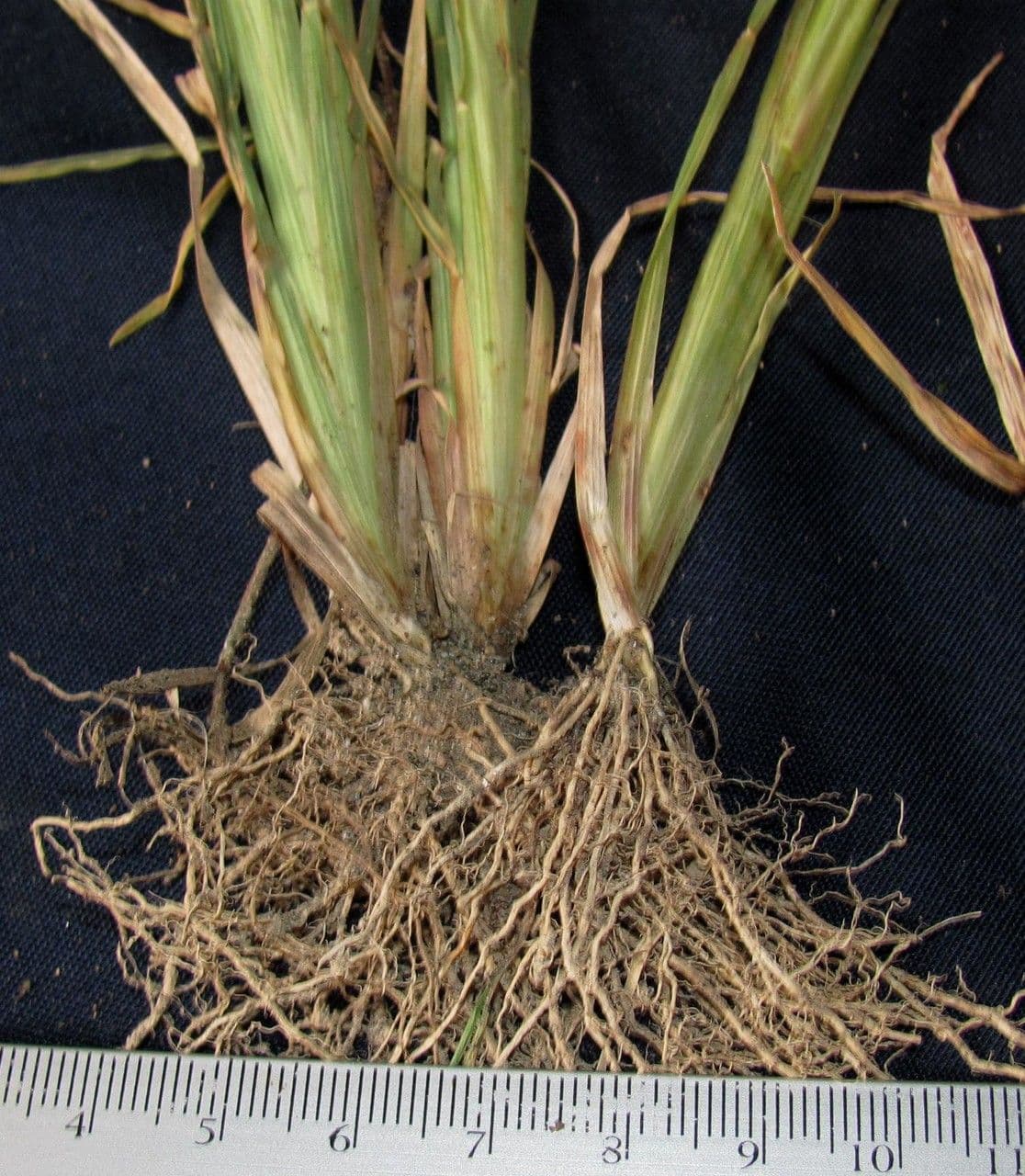 Chloris promienna 6