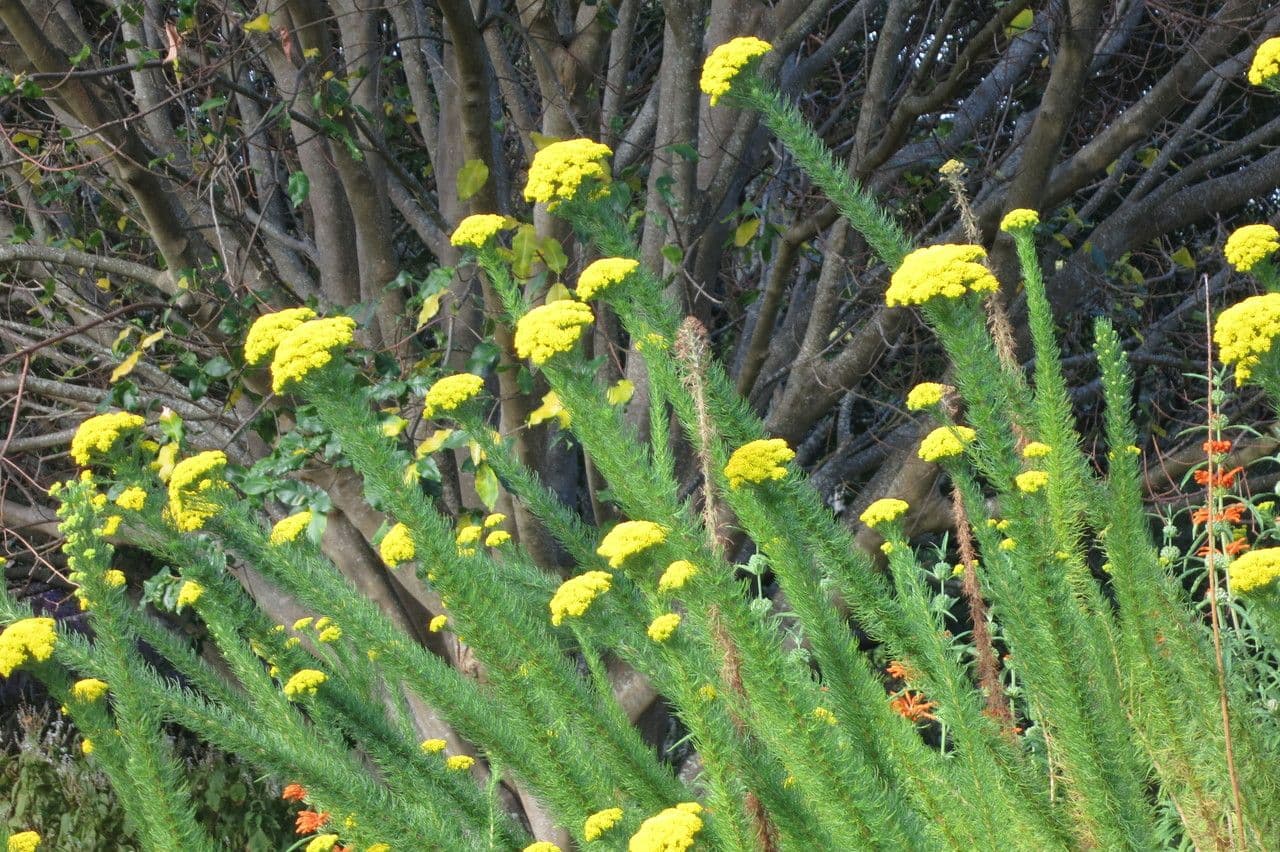 Phymaspermum 6