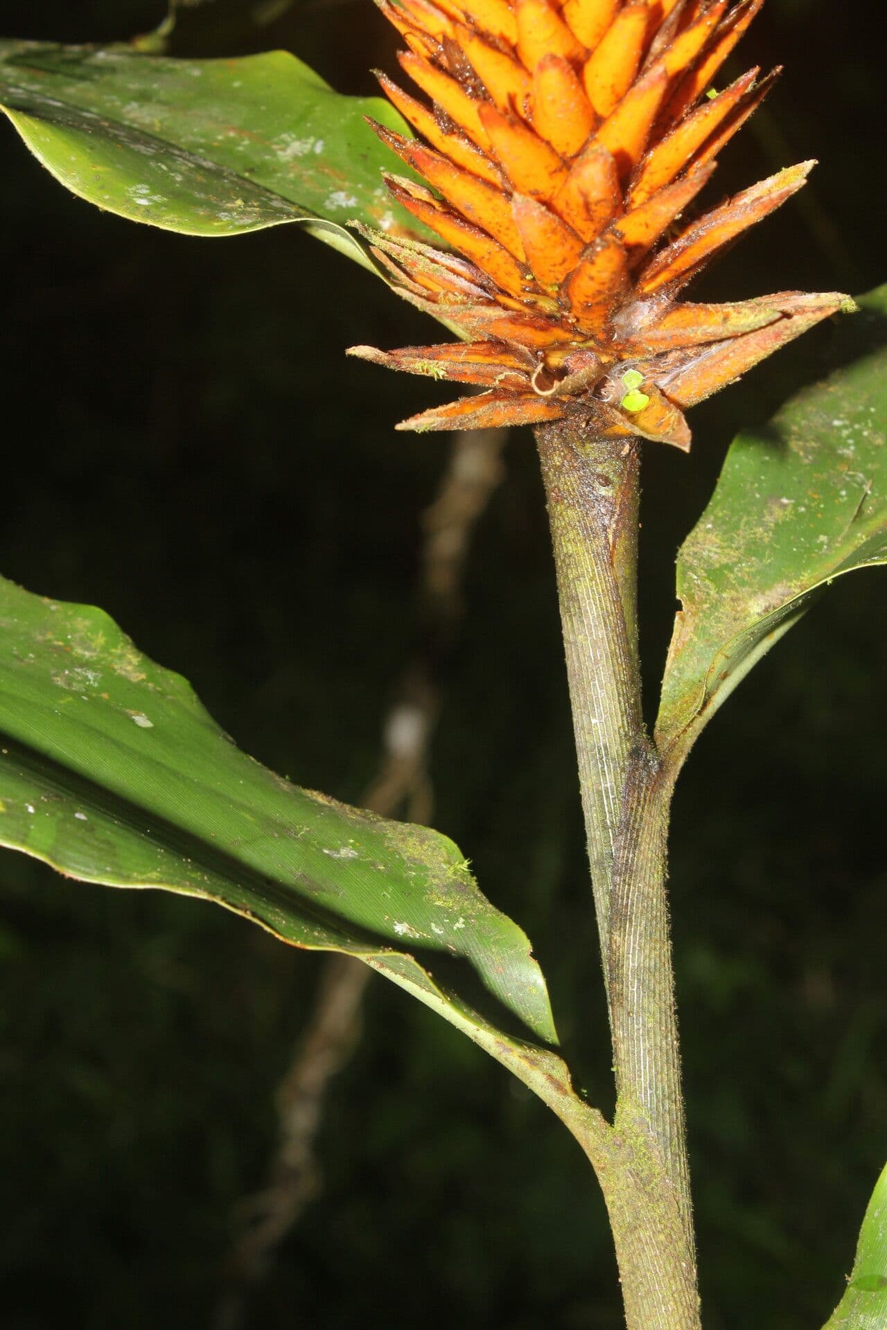 Renealmia pendula 3