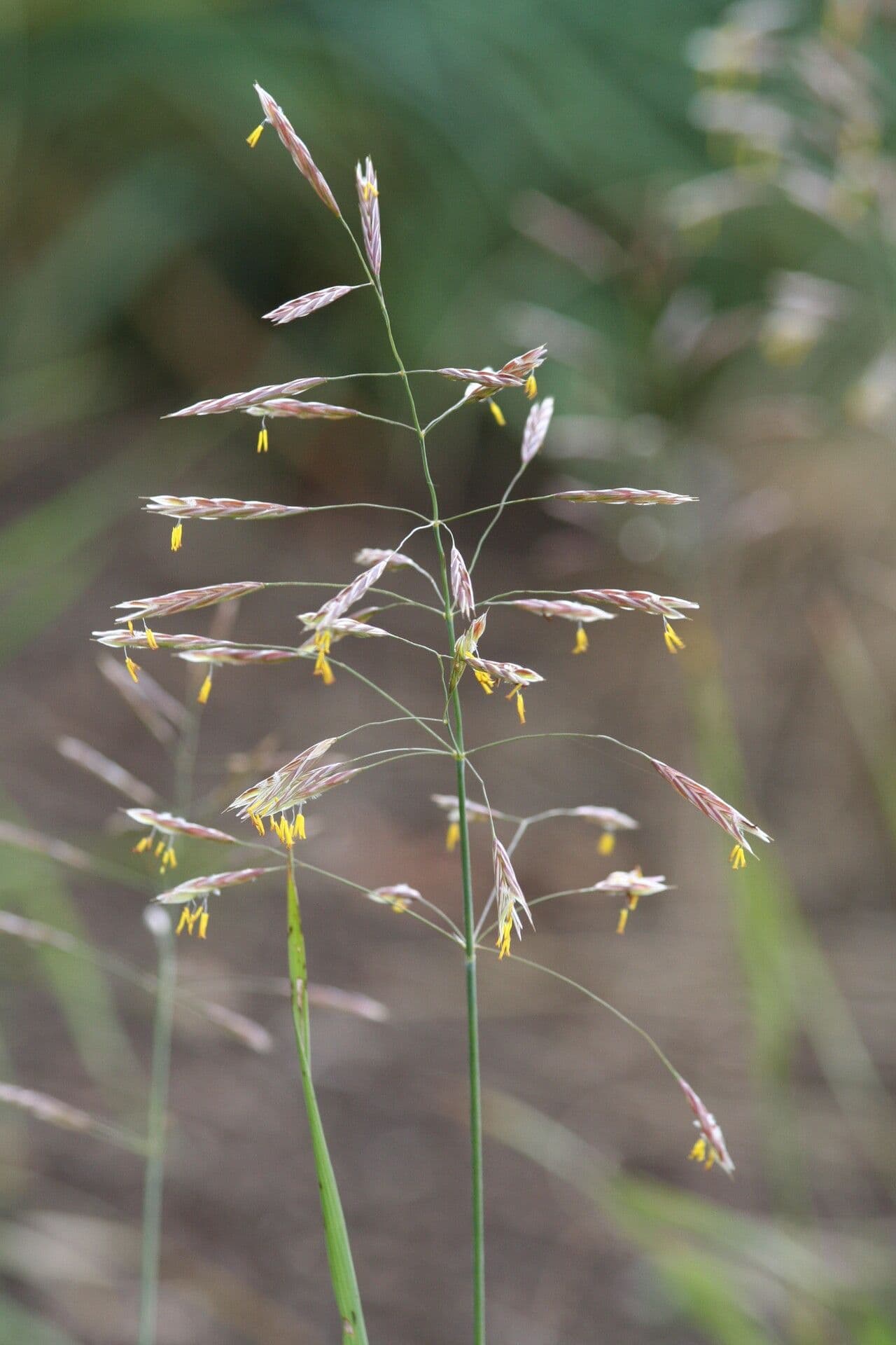 Brome ripario 2