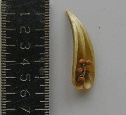 Nelsonia canescens