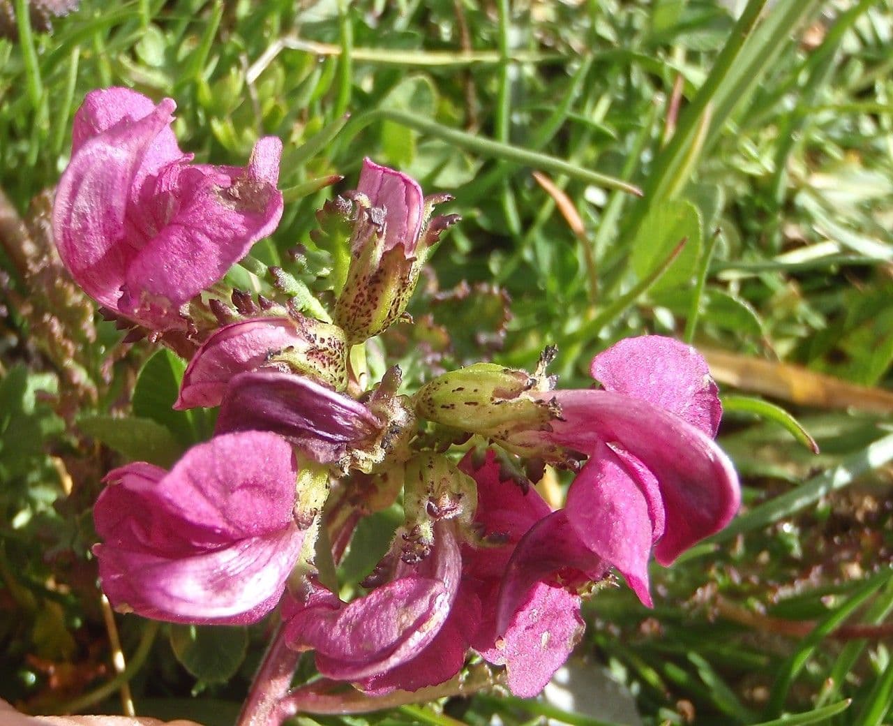 Pedicularis kerneri 3