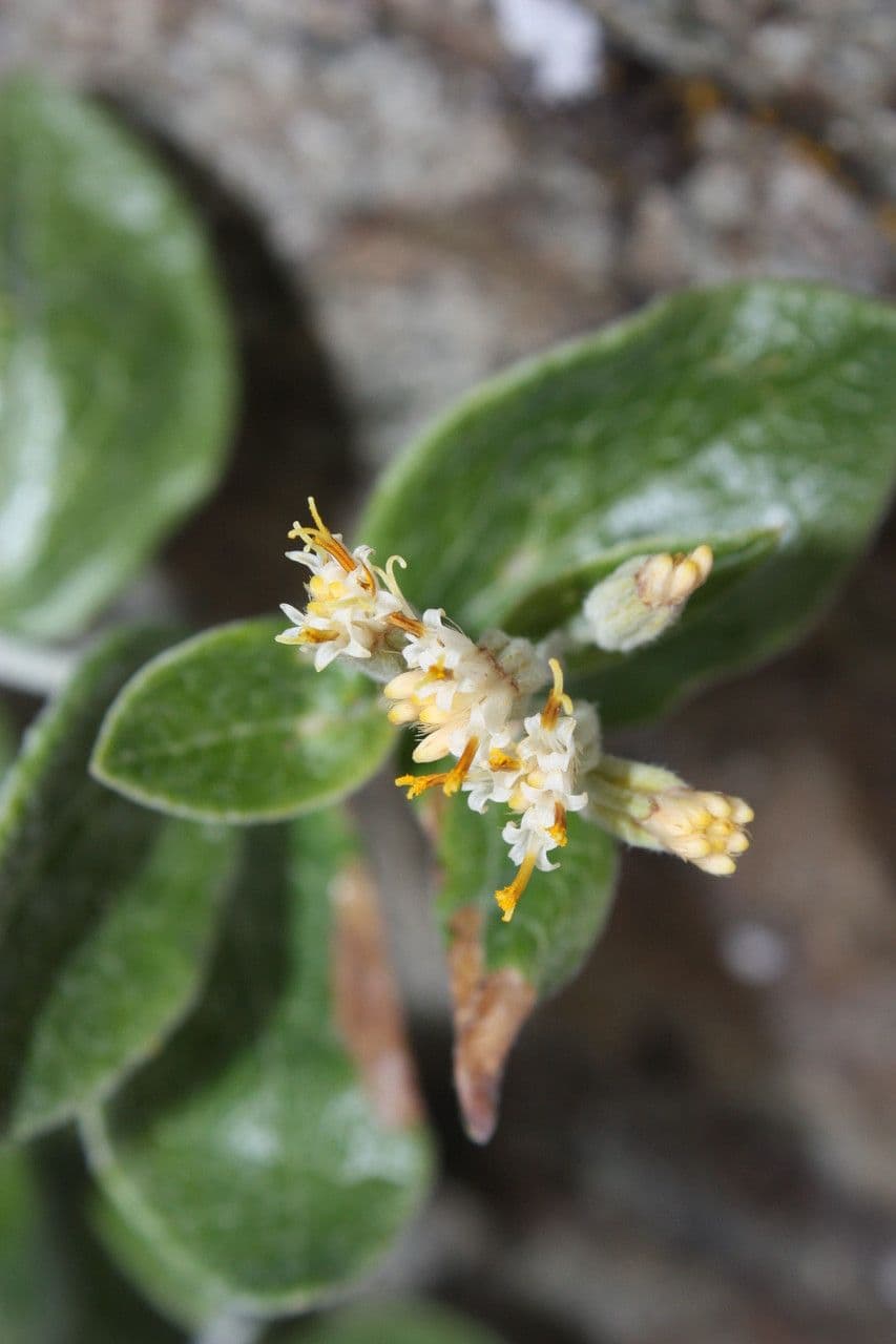 Luina hypoleuca 4