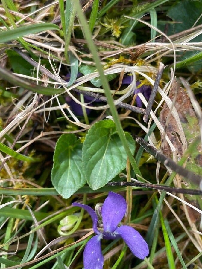 Viola pelosa 15