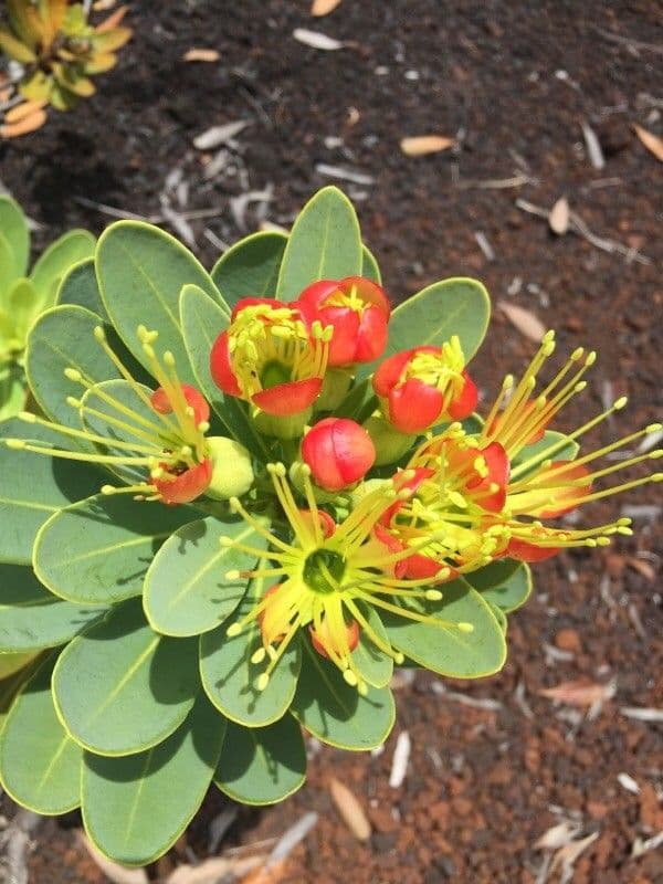 Xanthostemon 9