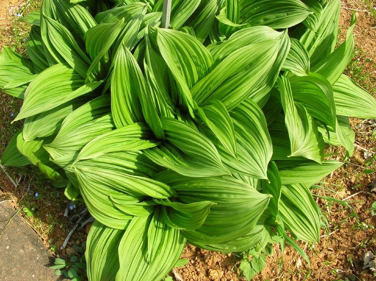 Veratro nero 15