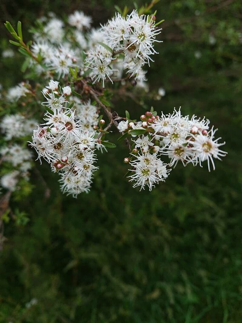 Kunzea ambigua 5