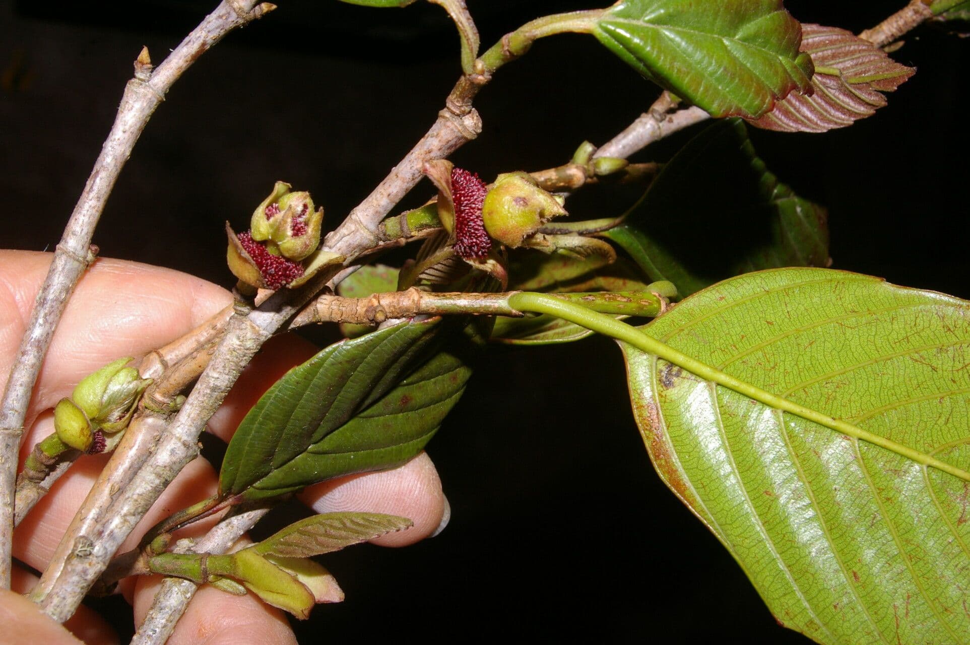 Ticodendron 4