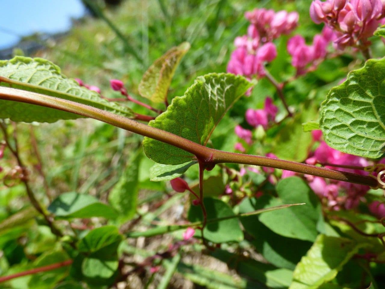 Antigonon leptopus 25