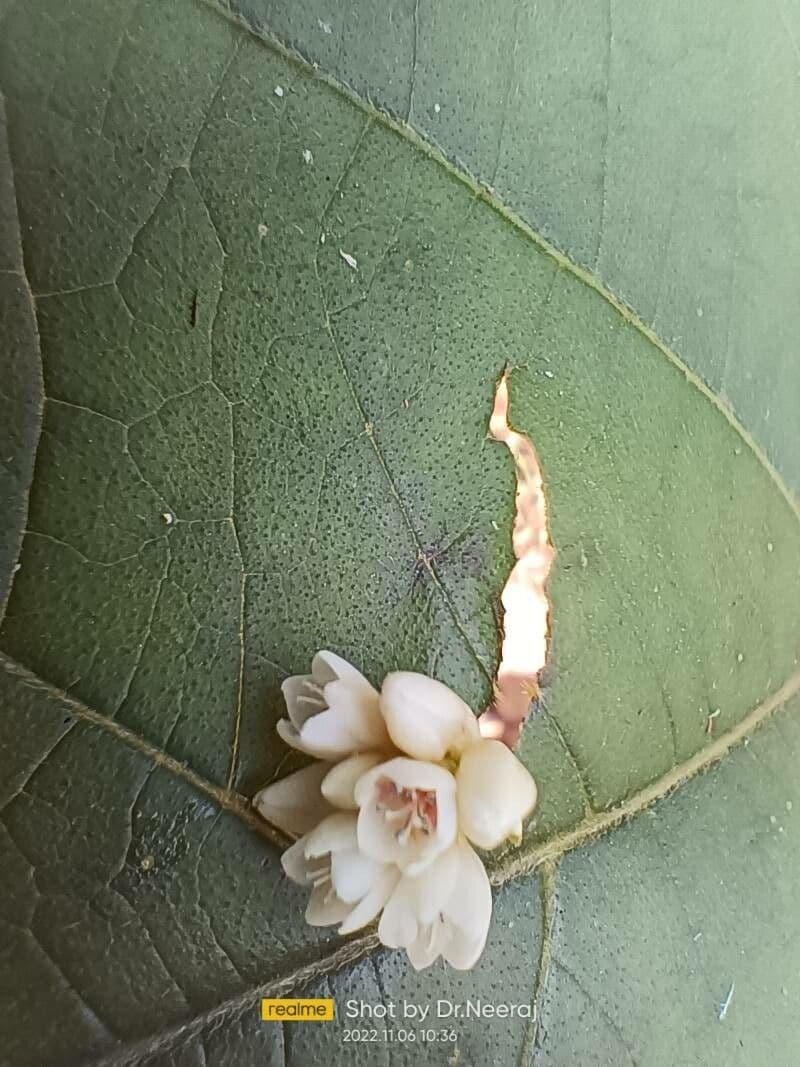 Persicaria 3