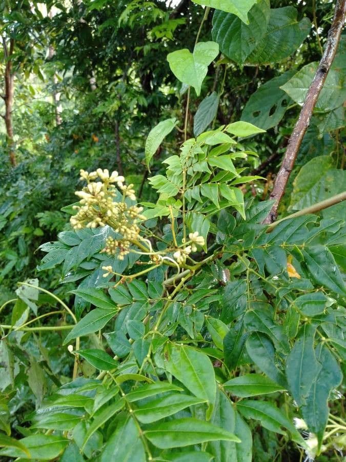 Archidendron clypearia 3