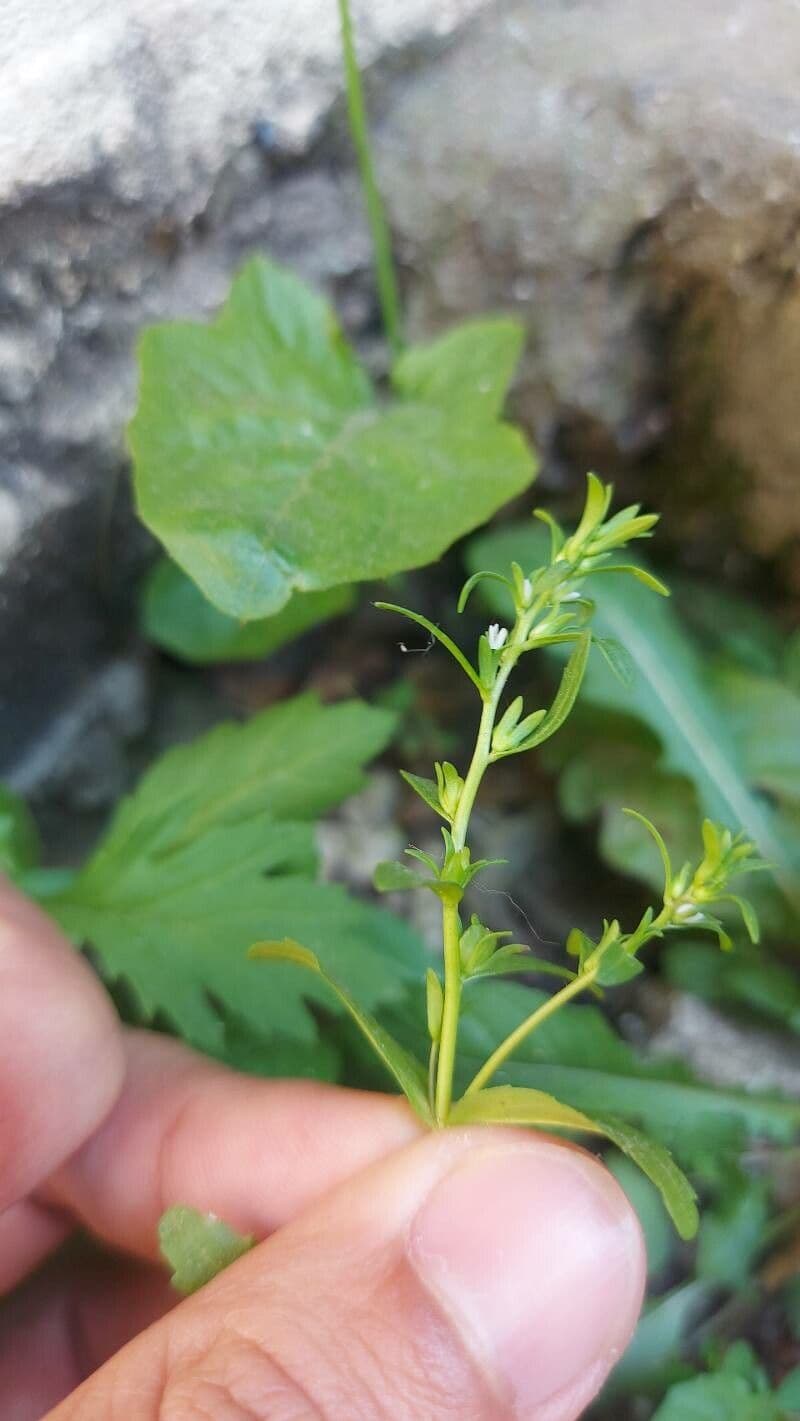 Veronica forestiera 9