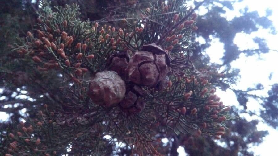 Cipresso comune 2
