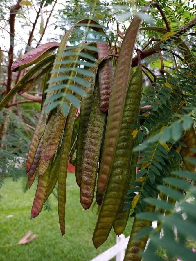 Leucaena 2