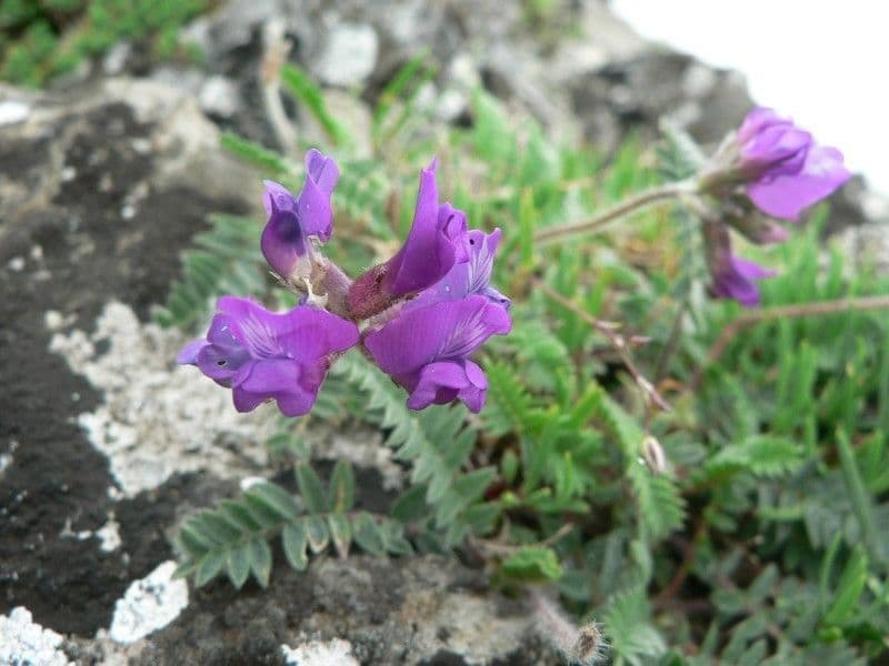 Oxitropis 15