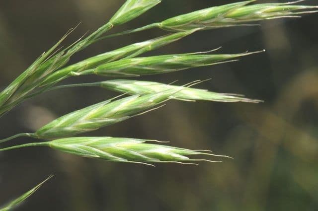 Bromus 3
