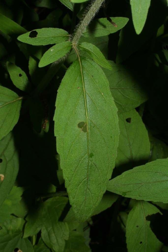 Blephilia ciliata 14
