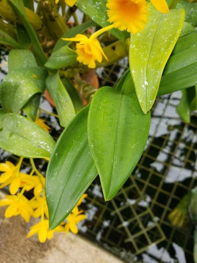 Dendrobium 3