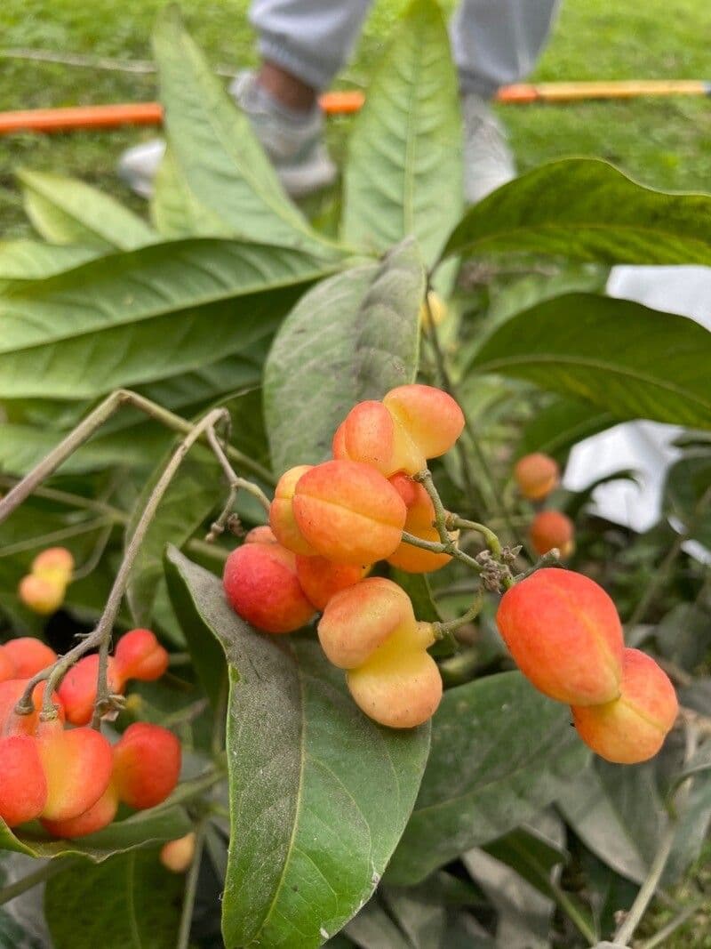 Harpullia 2