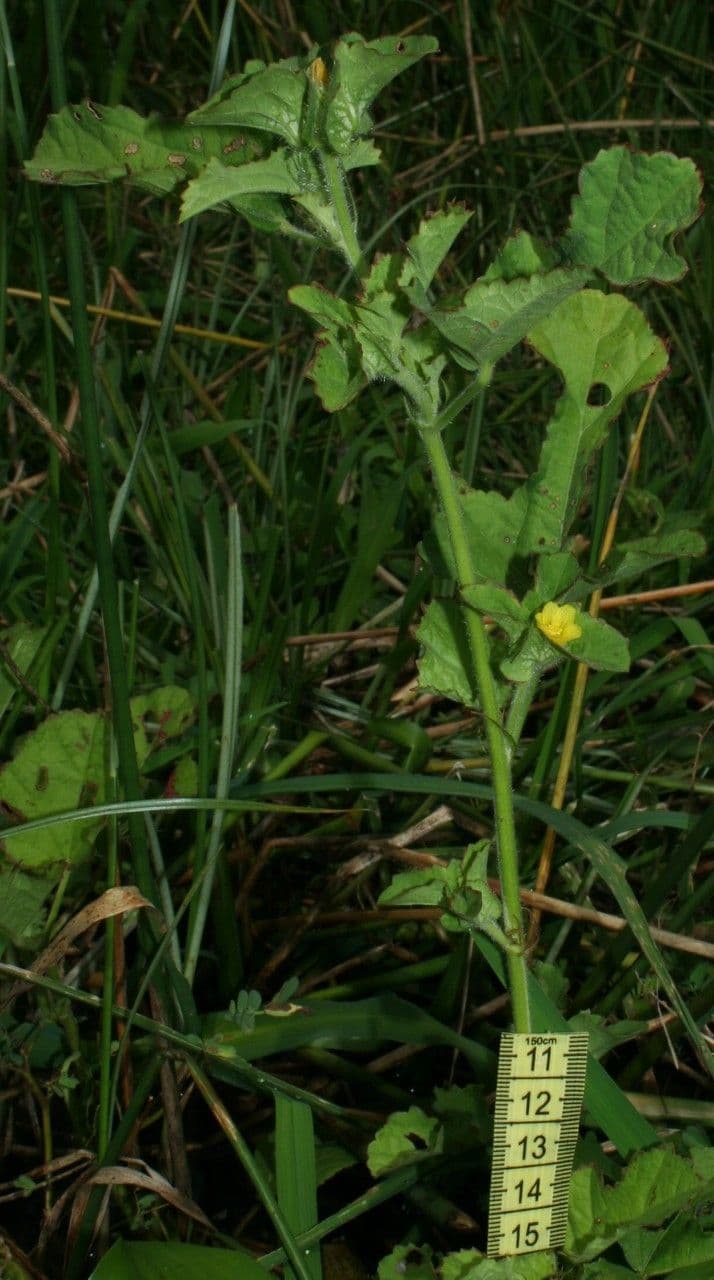 Malachra 10