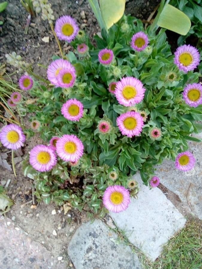 Fleabane glaucus 11