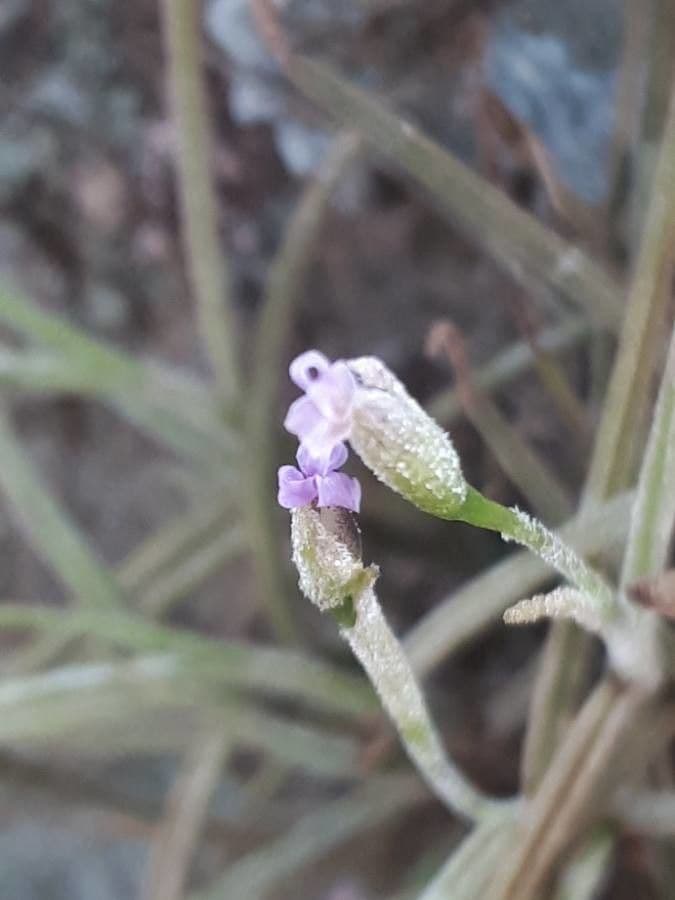 Tillandsia 4