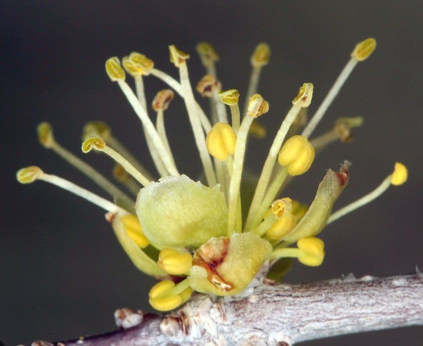 Forestiera 6