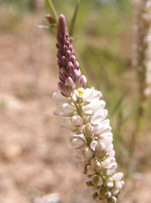 Polygale blanc