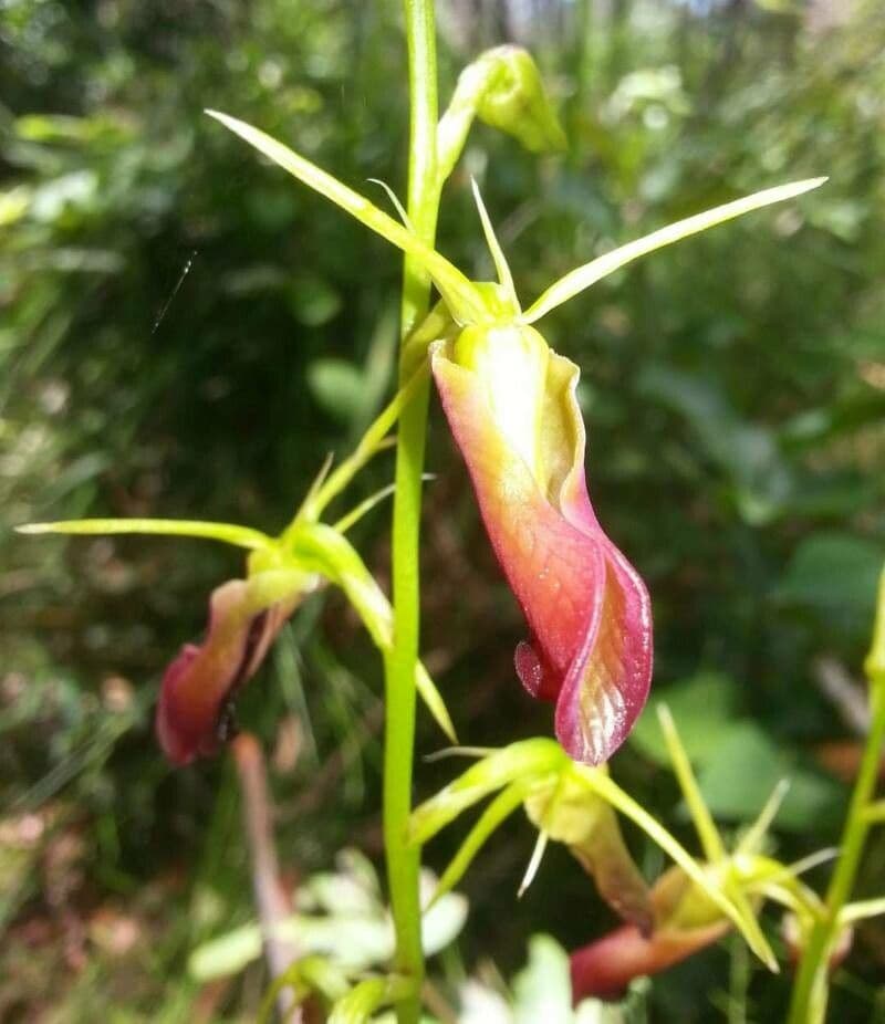 Orchidea alce
