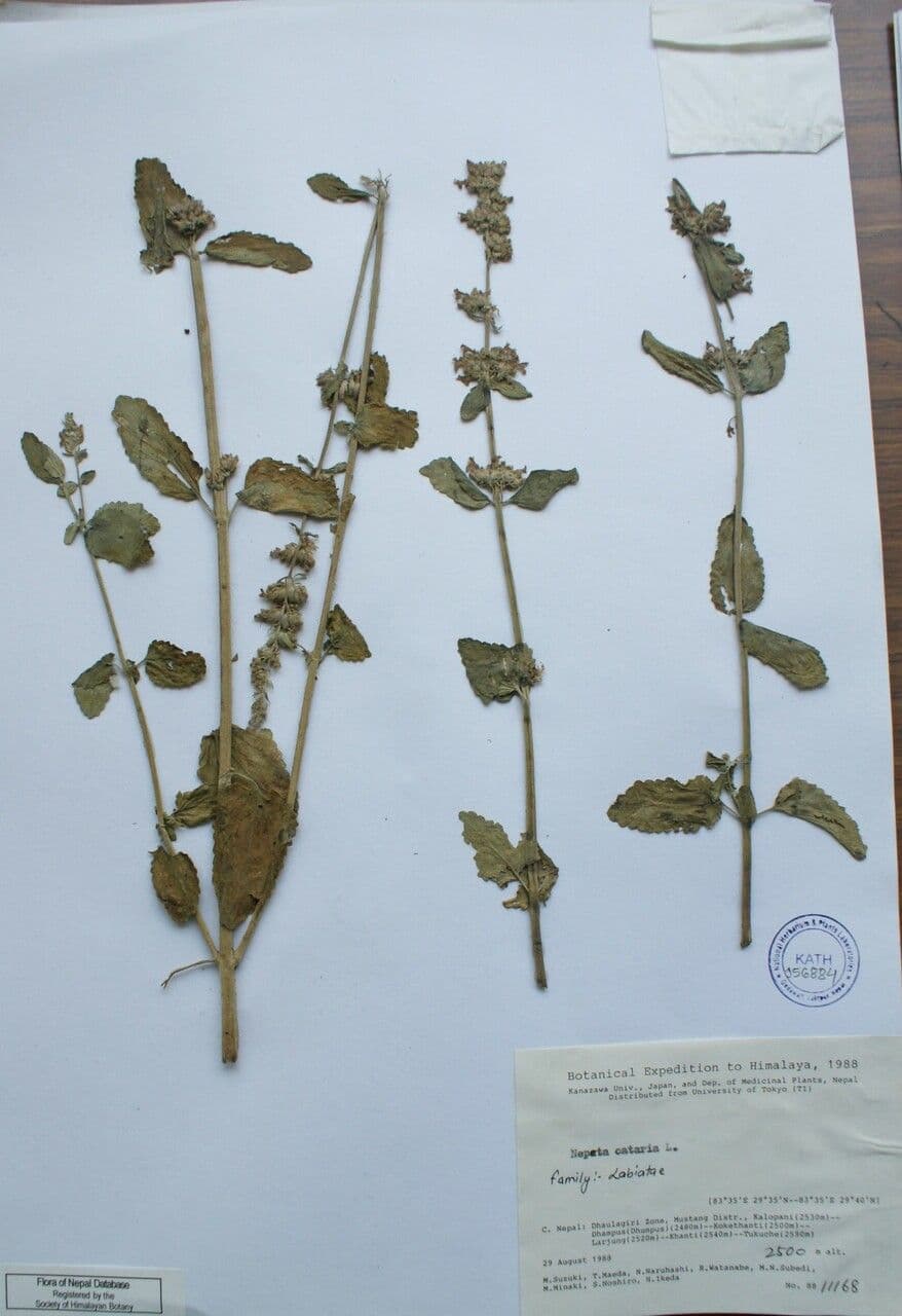 Nepeta 6