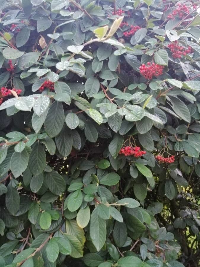 Cotoneaster 15