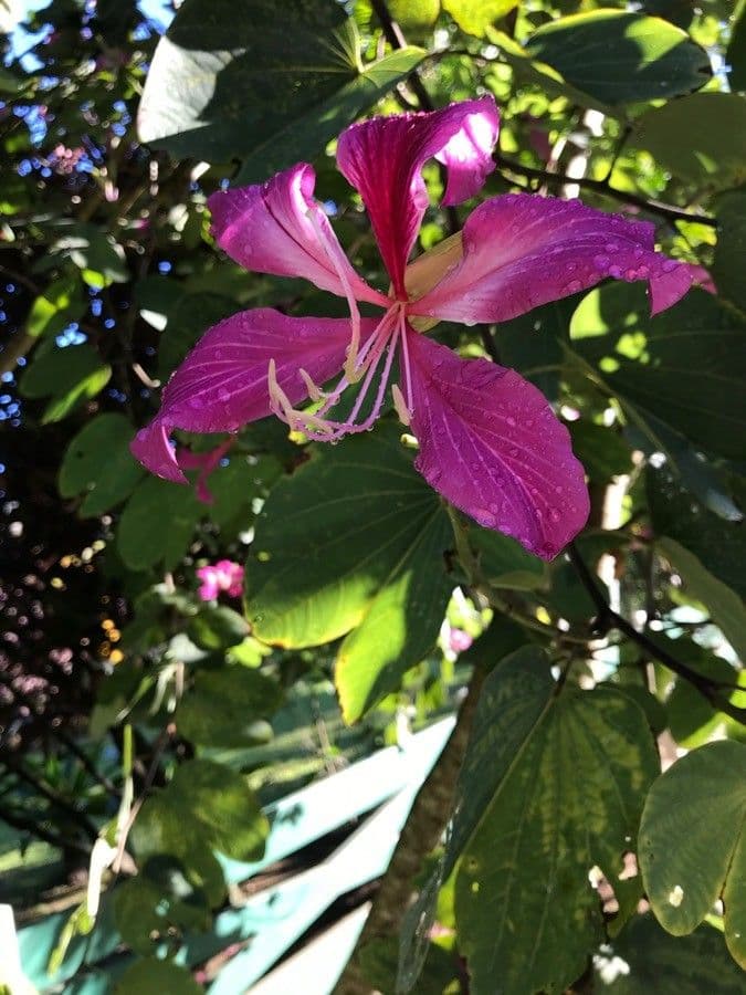 Einblättrige Purpurblume 10