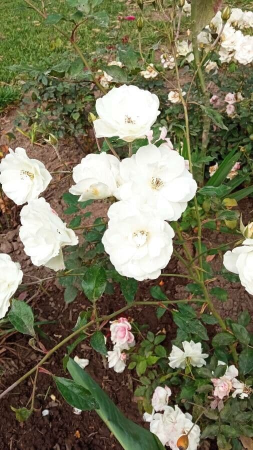 Moschus-Rose 9