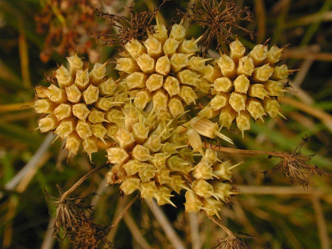 Oenanthe pimpinelloides 3