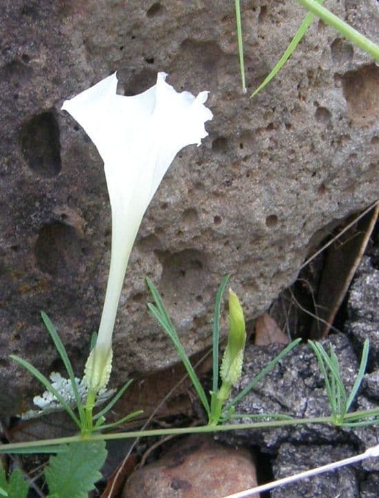 Ipomoea 6