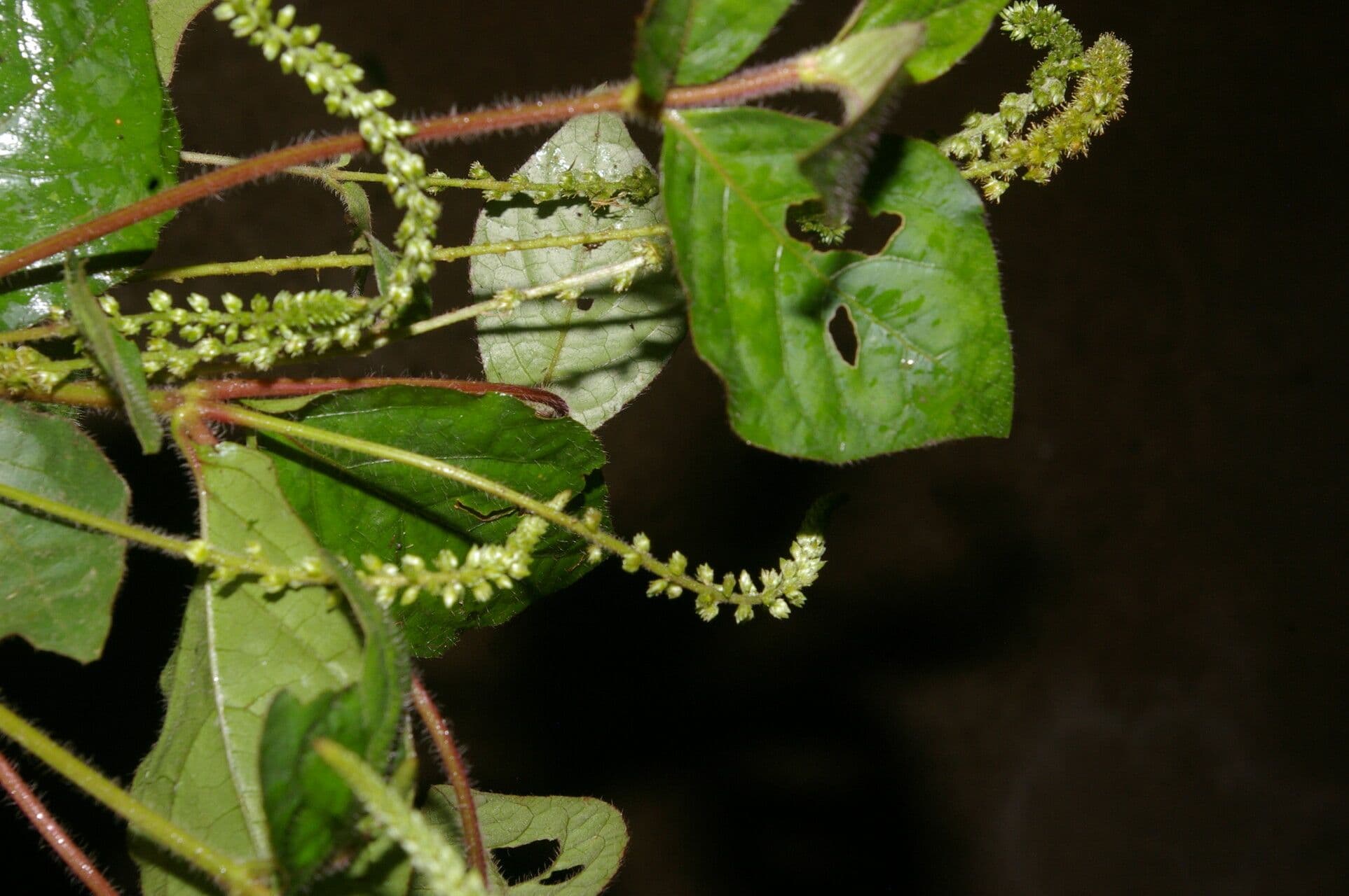Cyathula prostrata 11