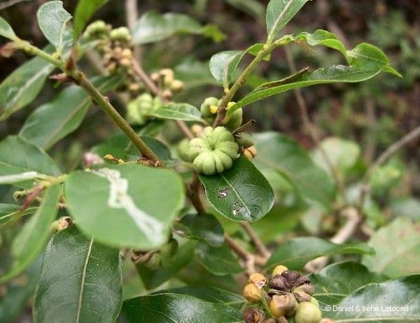 Phyllanthus 10