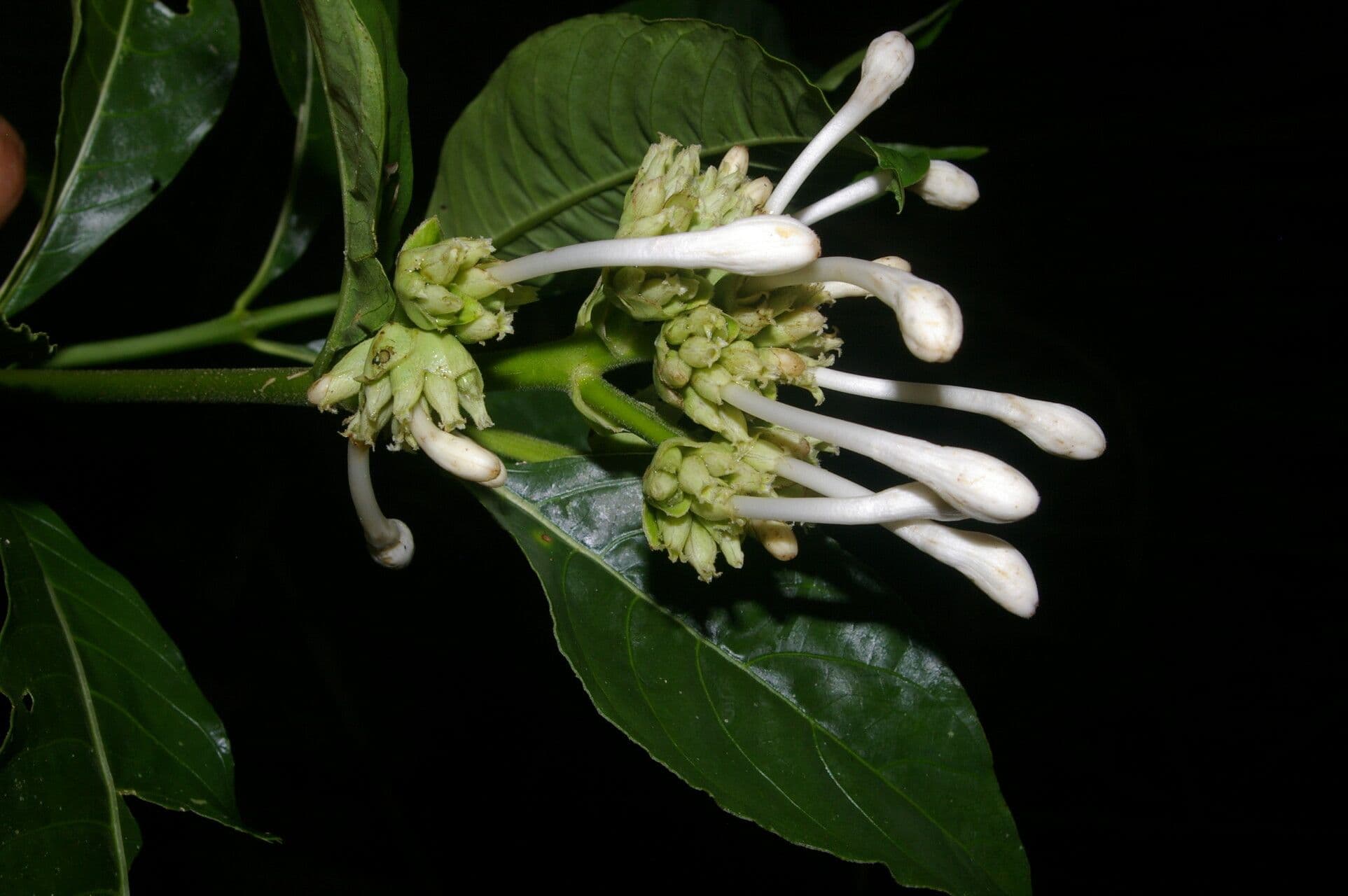 Palicourea 2
